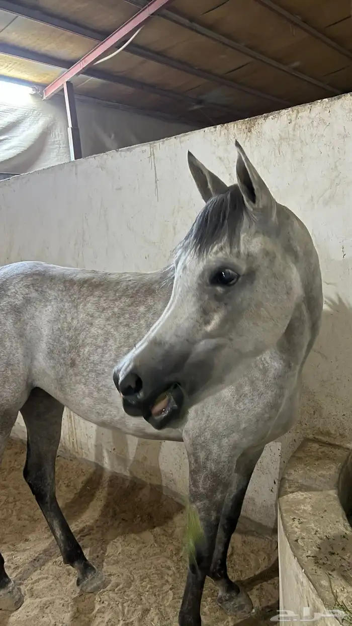 فرس شعبية جميلة فاخرة تبارك الرحمان 7