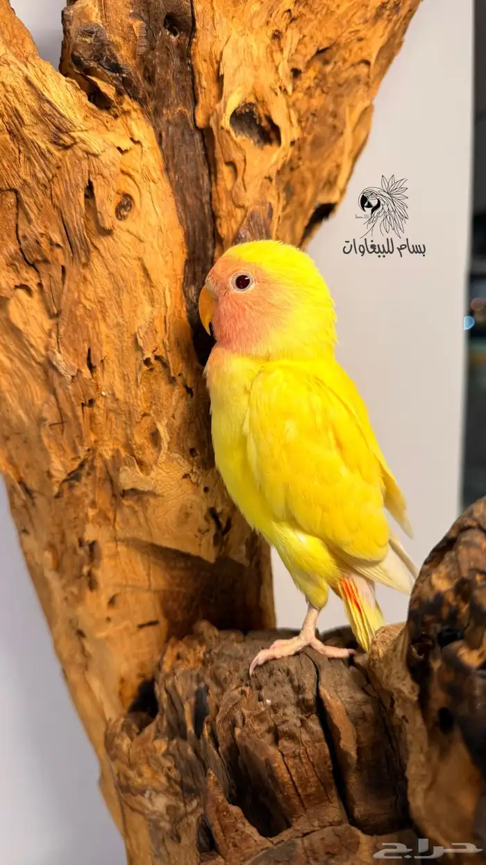 فرخ روز مفطوم اليف لاتينو رد فيس 3