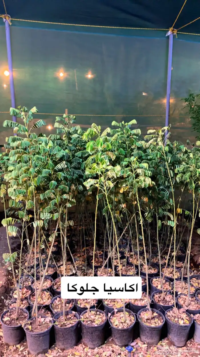 شتلات اكاسيا جلوكا 2