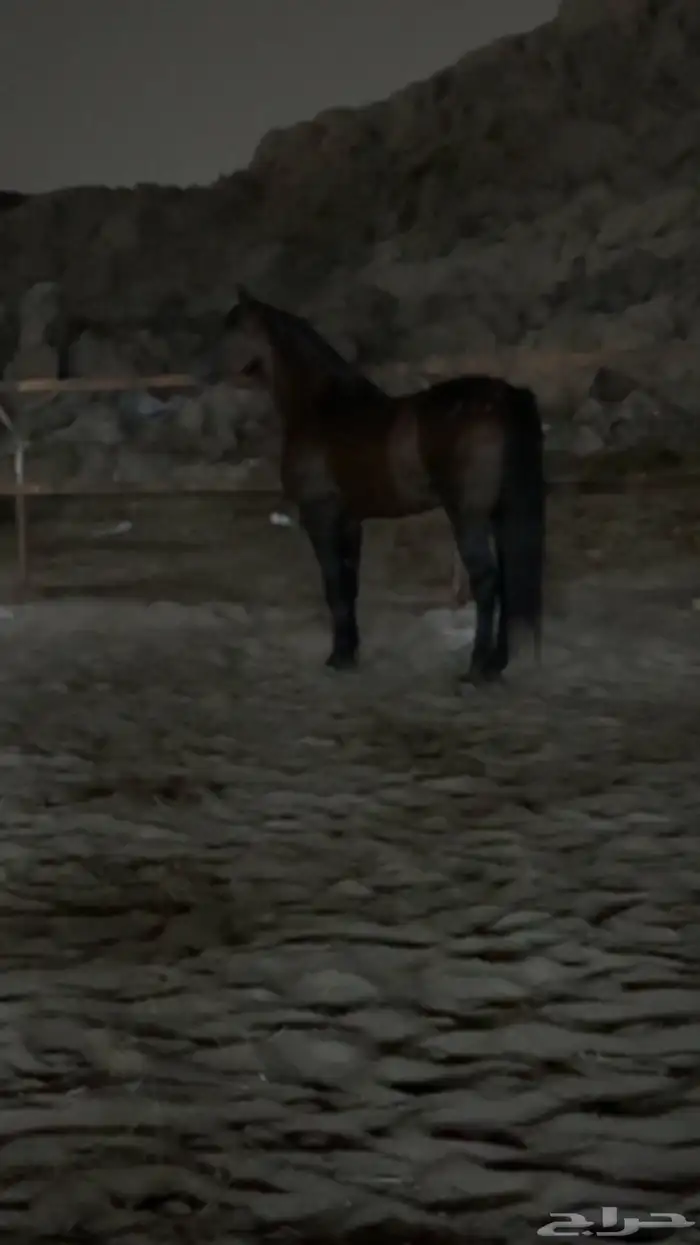 حصان شعبي شيخ 5