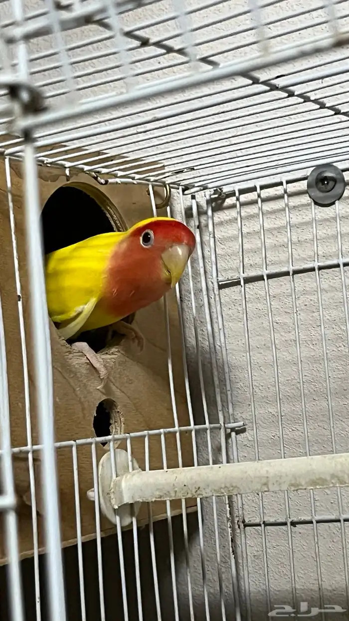 ذكر روز منتج ومعاه شهادة تحليل 2