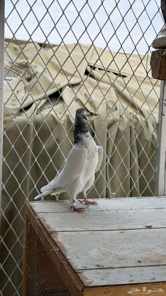 انثى جنسرا 0