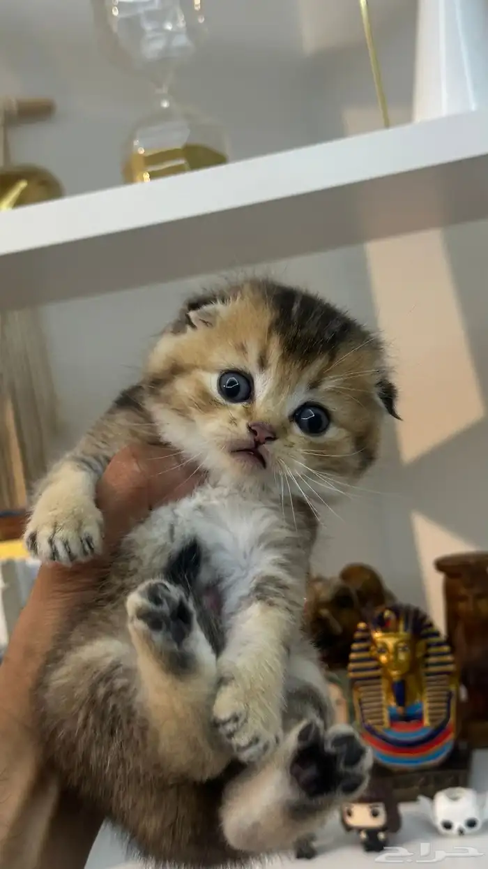 كيتن سكوتش بيور 2