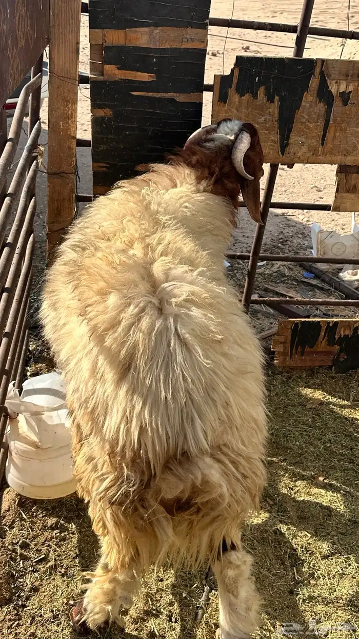 خروف جدع ناهي 1