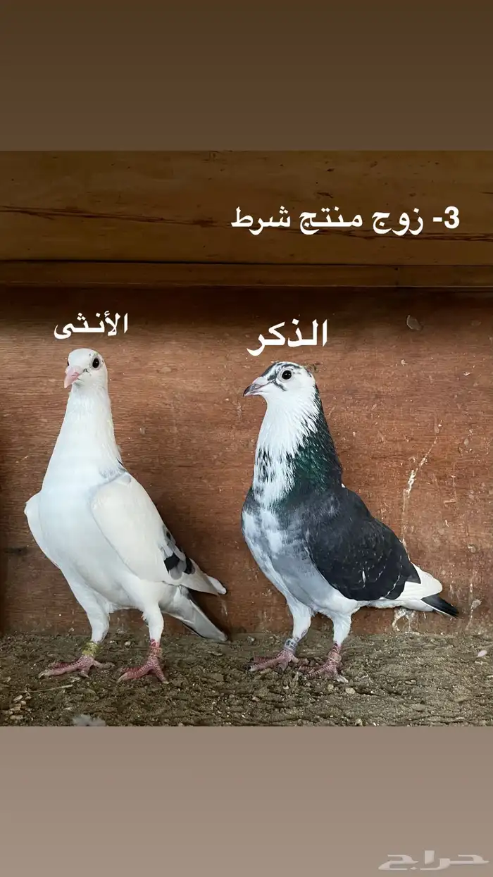 ازواج حمام زاجل سباق 2