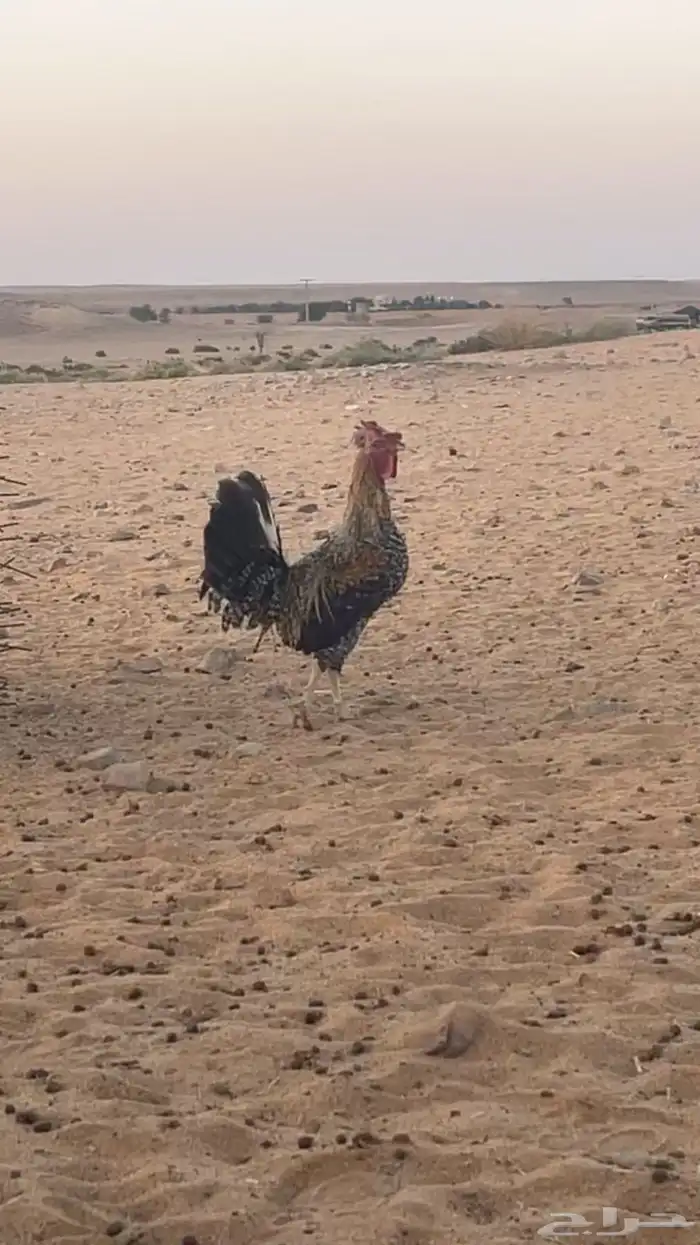 ديك بلدي للبيع مشروط الصحه 1