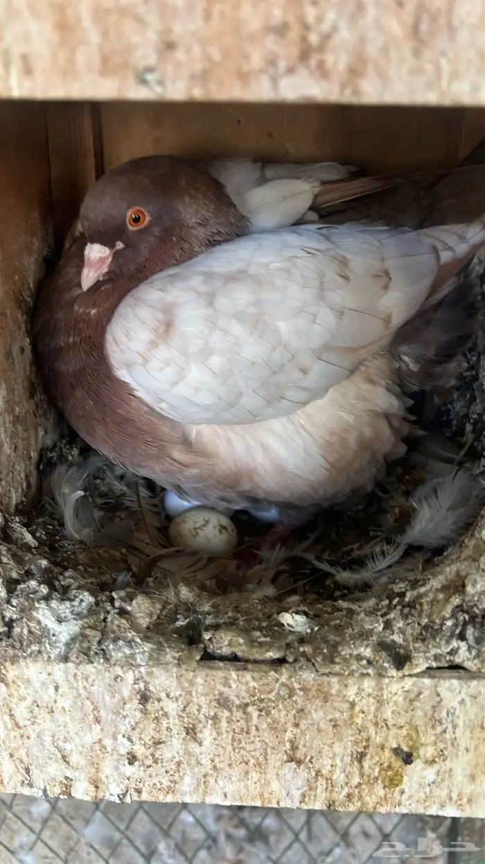 شبك 3x3 للبيع 1