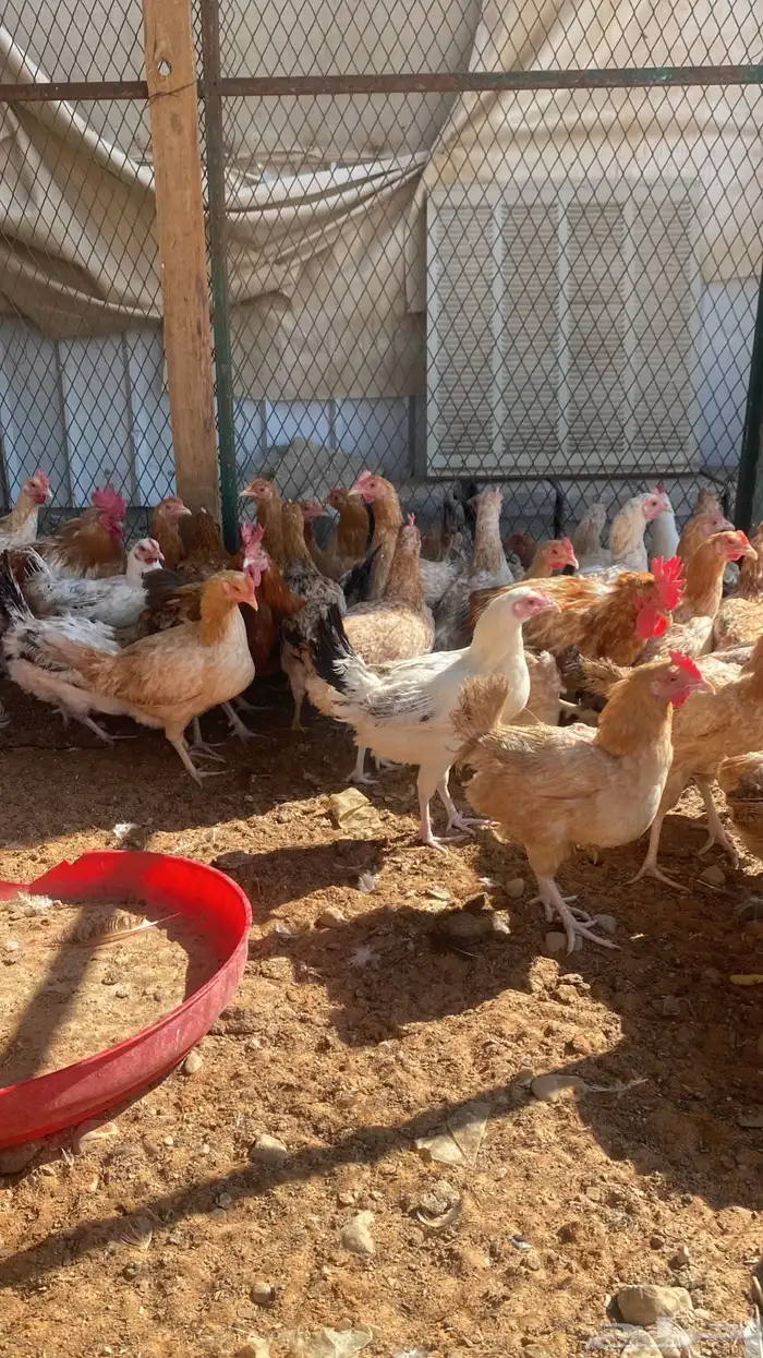 chickens 1000pieces 3