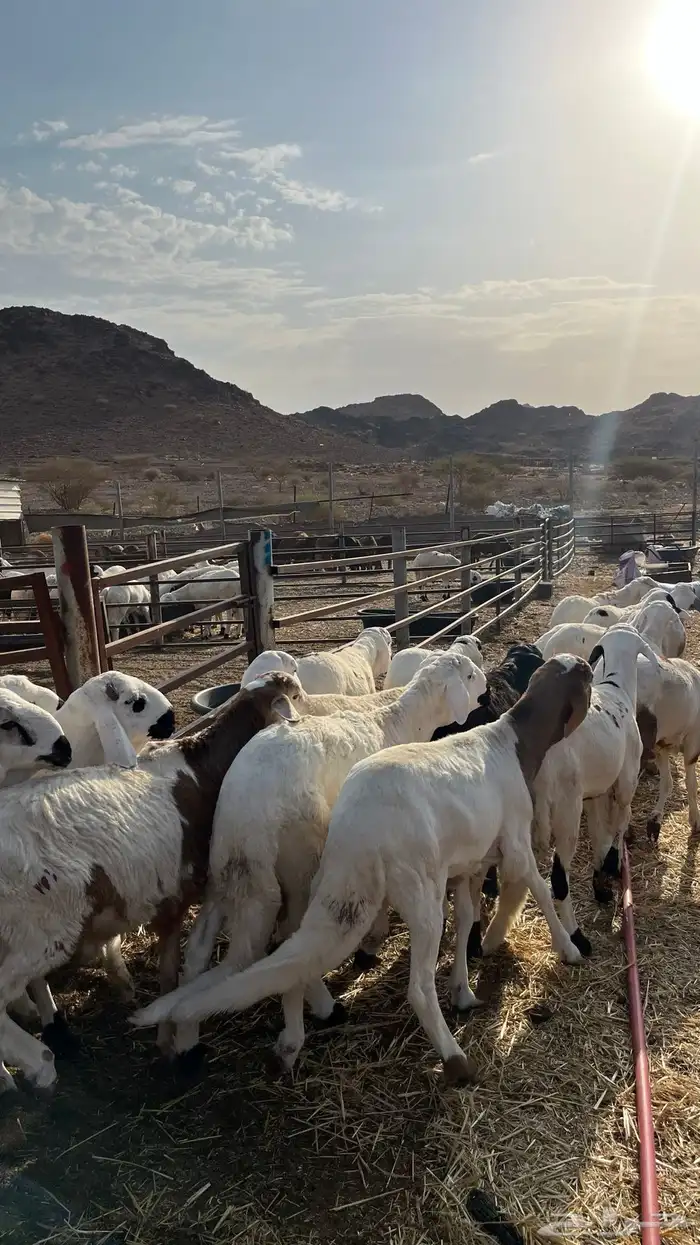 طليان سواكن شبيه الحري جبره 1