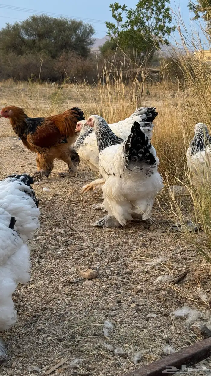 براهما بيور كولومبي وبوف 2