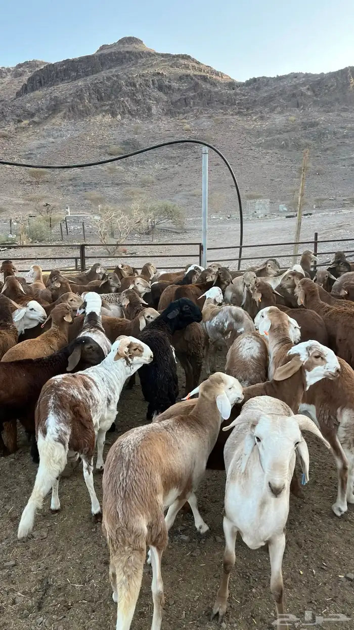 طليان سواكن حمري جادعان 24