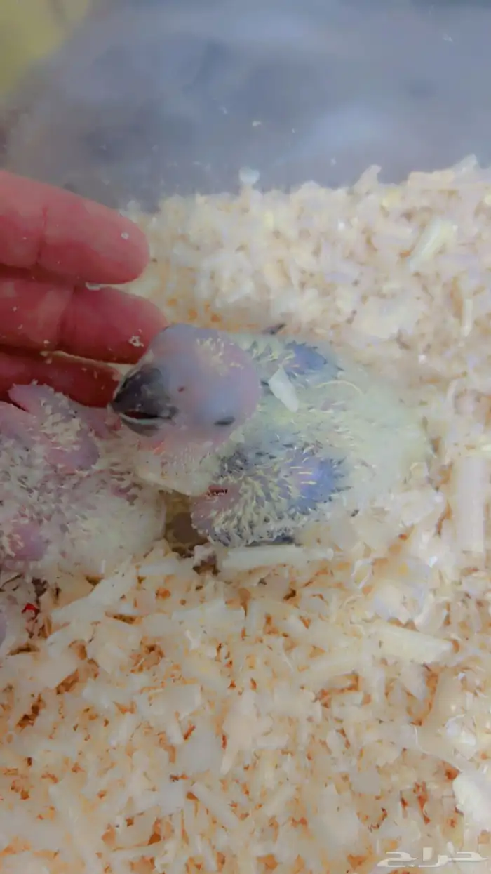 فروخ متنوعه ( كنيورات   لوري   صن كنيور) 5