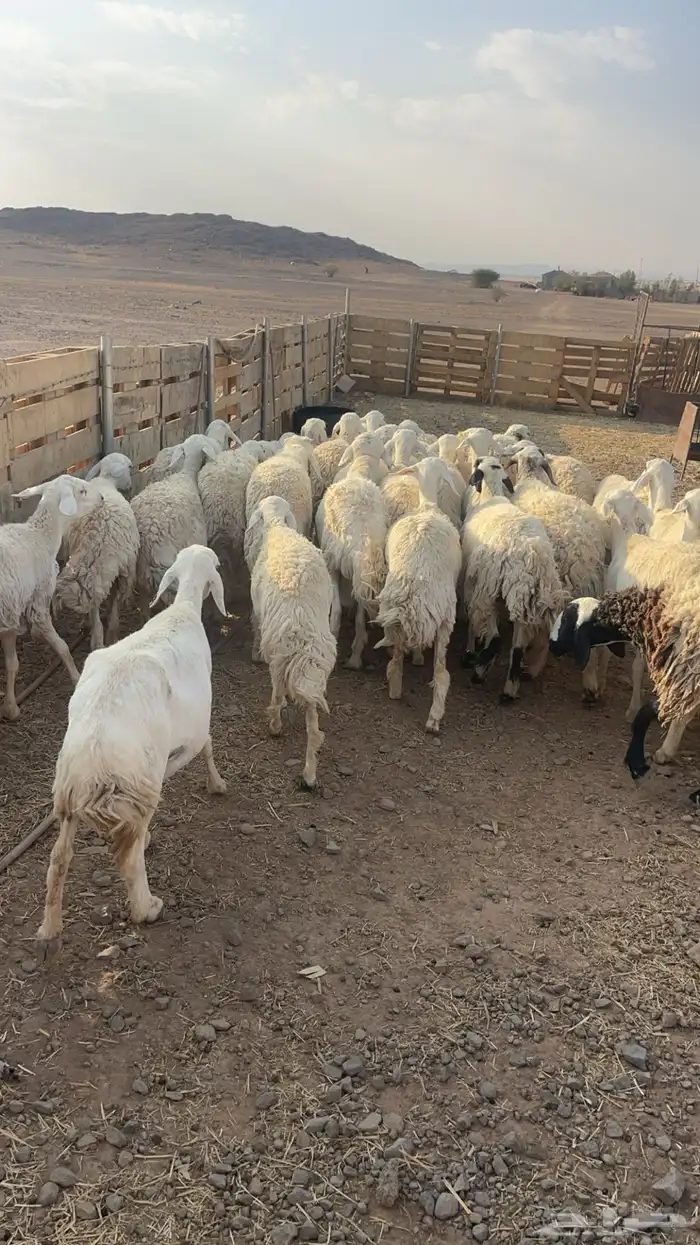 ضان حبص مقنوي 0