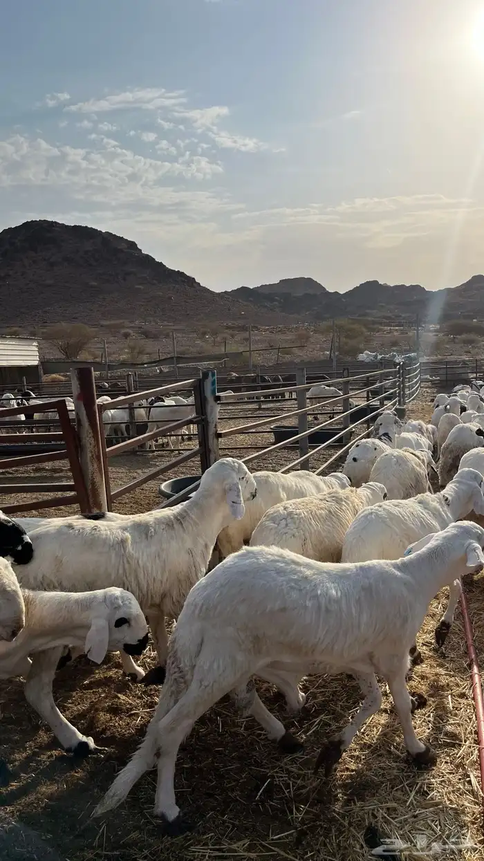 طليان سواكن شبيه الحري جبره 4