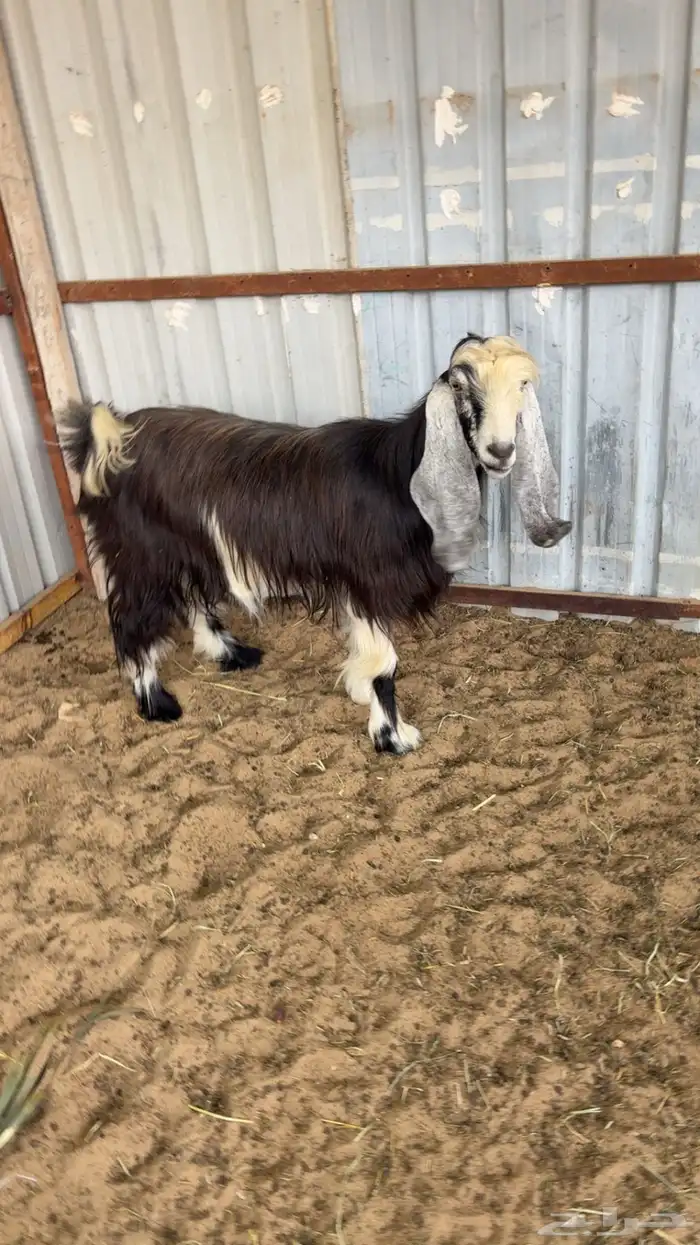 عنز عارضيه سديس جرم وصحة ونظافه 1