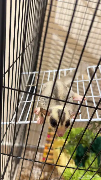 سنجاب الطائر شقر قلايدر index