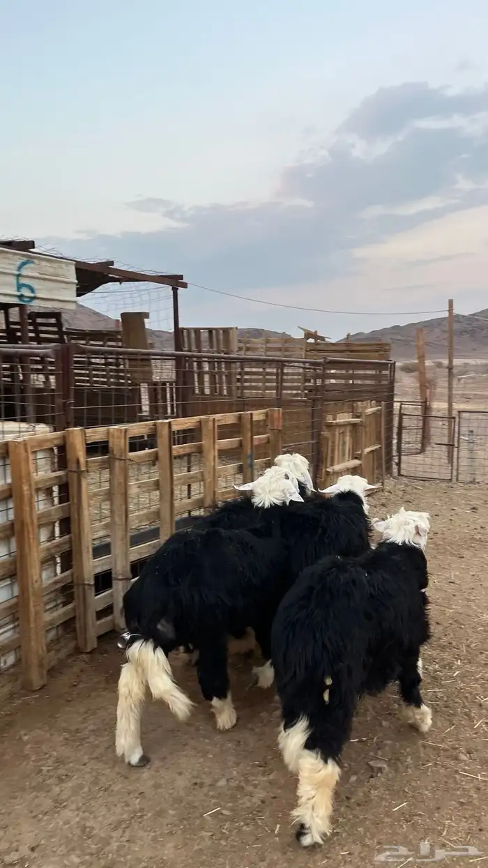 ذبائح بجميع انواعها 1