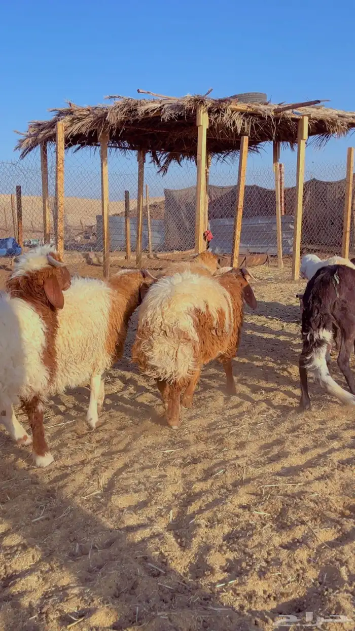 خرفان نعيم فل شحم اعمار 6 شهور 3