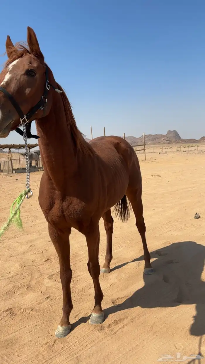 للبيع حصان جاهز لقرب شوط 4