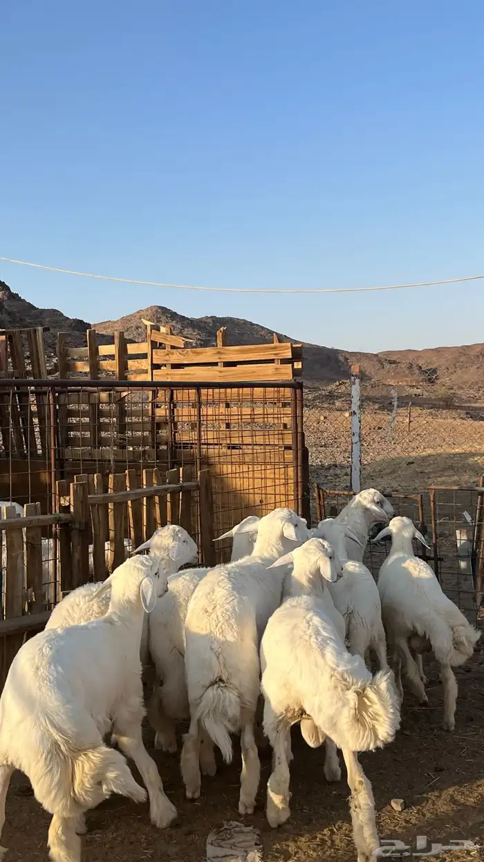 ذبائح بجميع انواعها 22