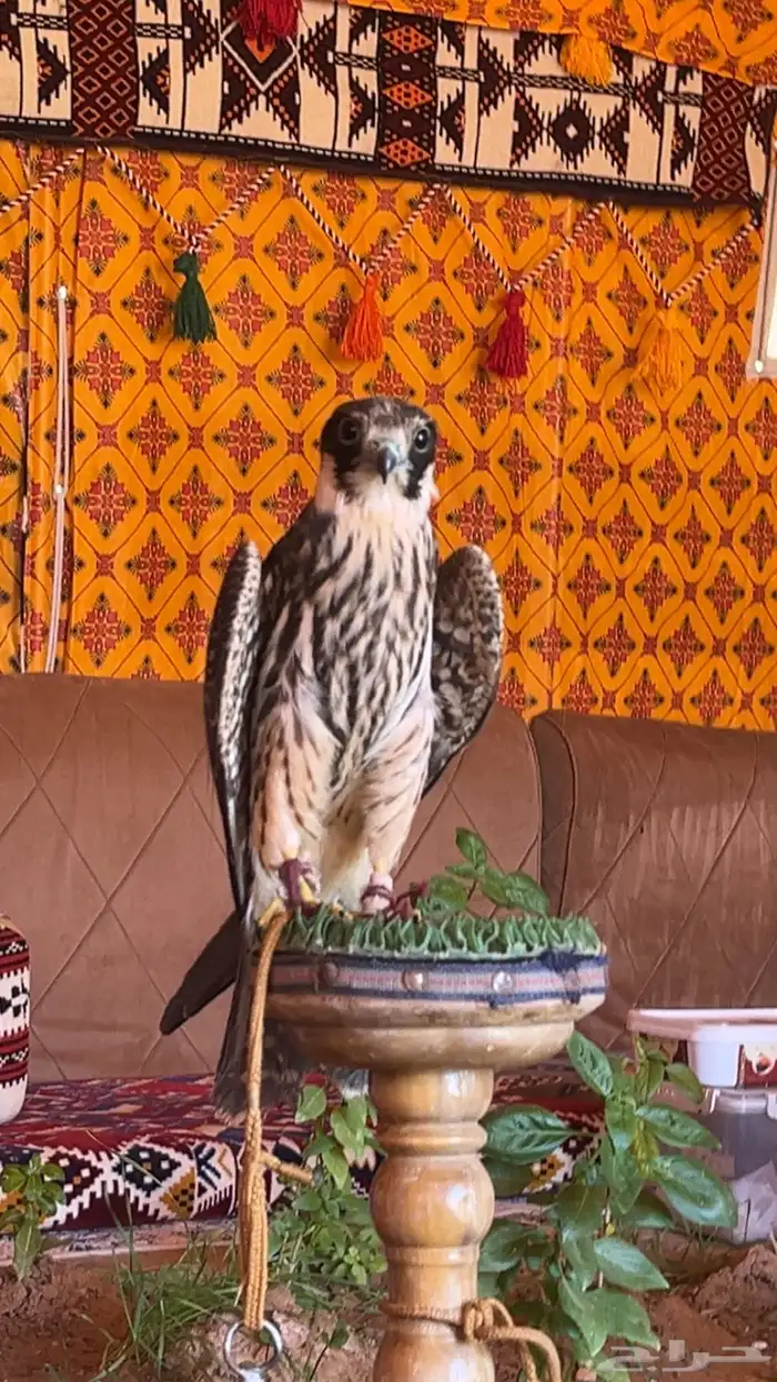 بكه للبيع طرح الدبده الاسبوع الي راح ذنبتها من ورا متكسره 2