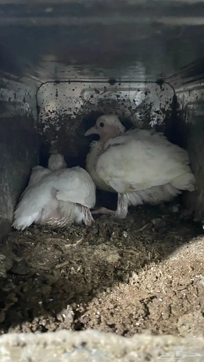 للبيع مستعجل حمام فرنسي جامبو 3