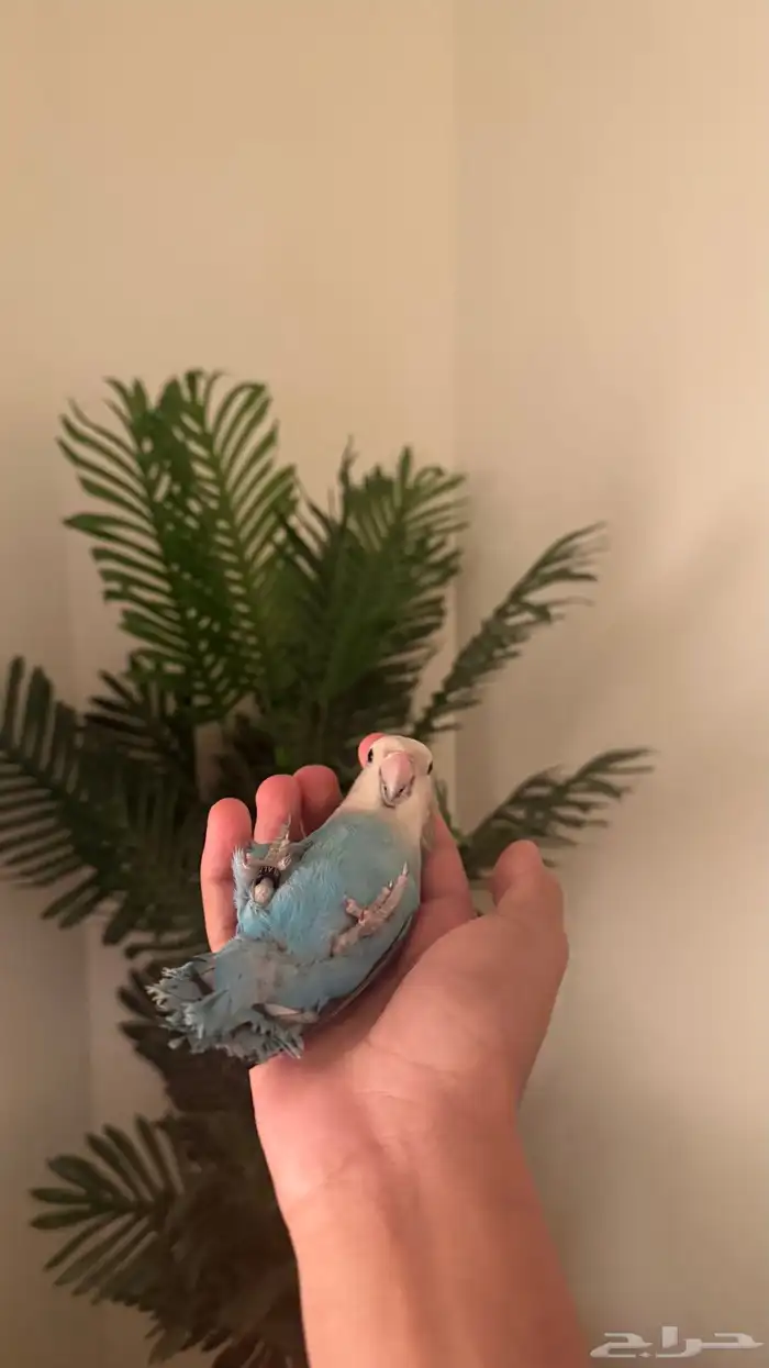 طيور بادجي وروز اليفه 3