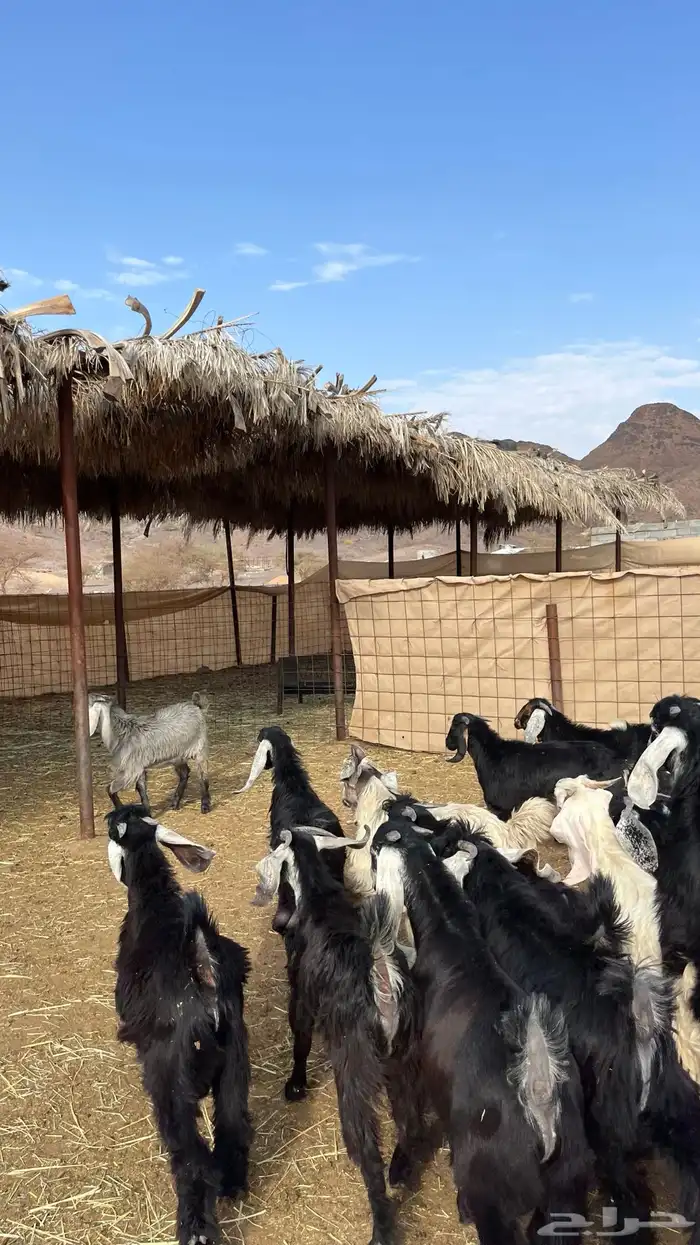 تيوس مخاصي جادعان جبره 12