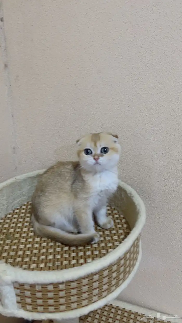 (( عررض )) للبيع كيتن ذكر سكوتش دبل فولد _ الخرج 0