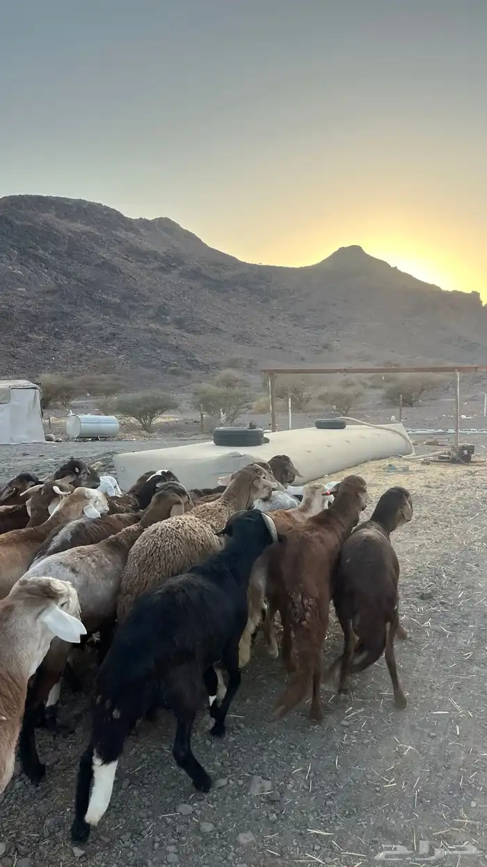 ذبائح بجميع انواعها 9