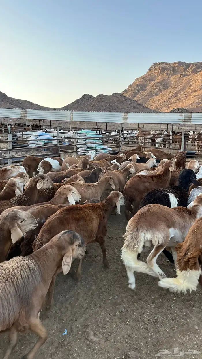طليان سواكن حمري جادعان 17