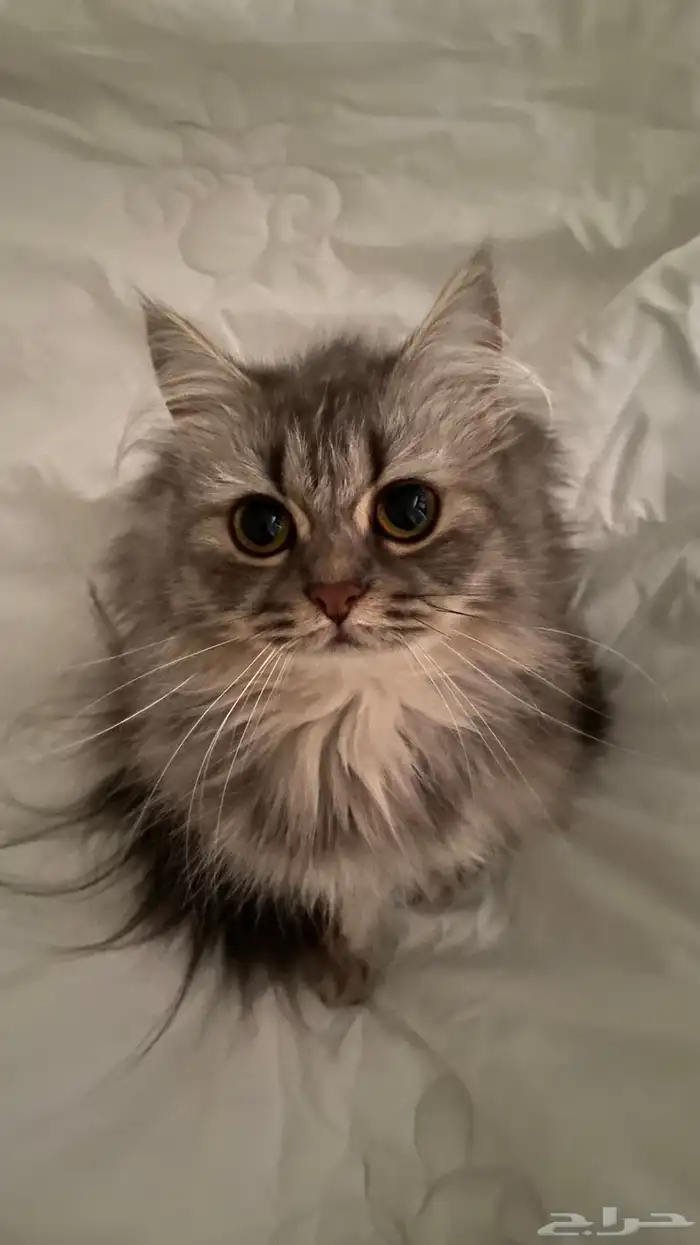 انثى لتزاوج 0