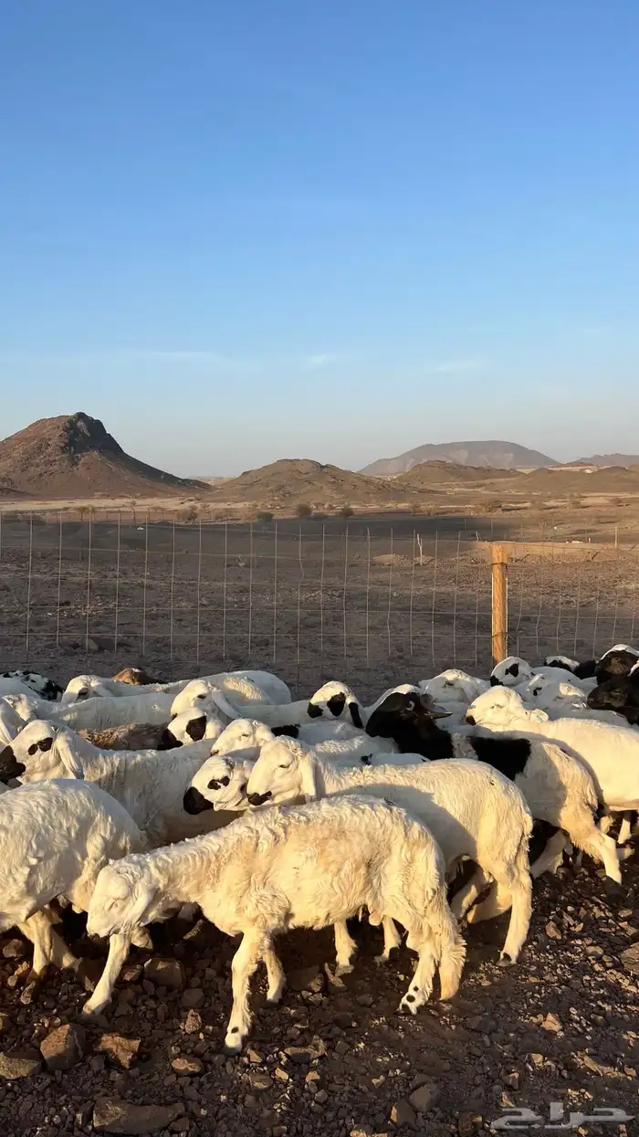 طليان سواكن شبيه الحري دمازين مرابى جادعان 5