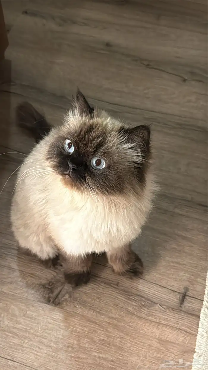 همالايا للتبني 3