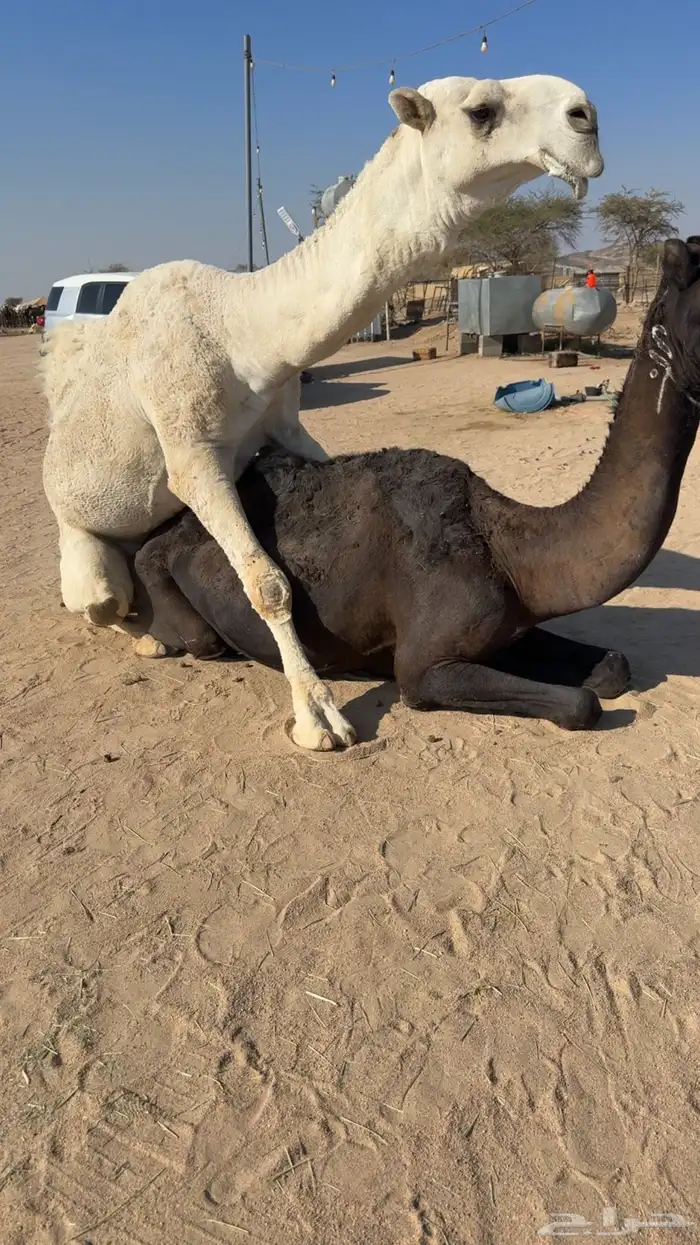 للبيع بعير ثني اوضح 0