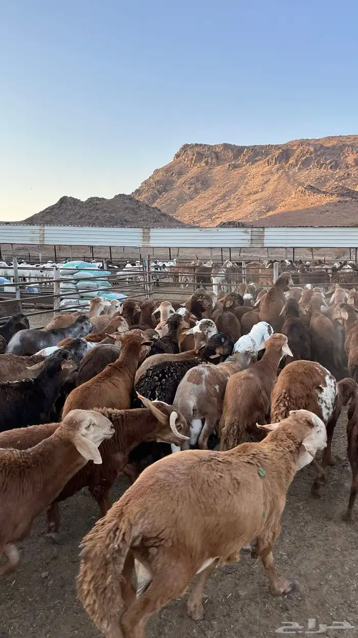 طليان سواكن حمري جادعان 10