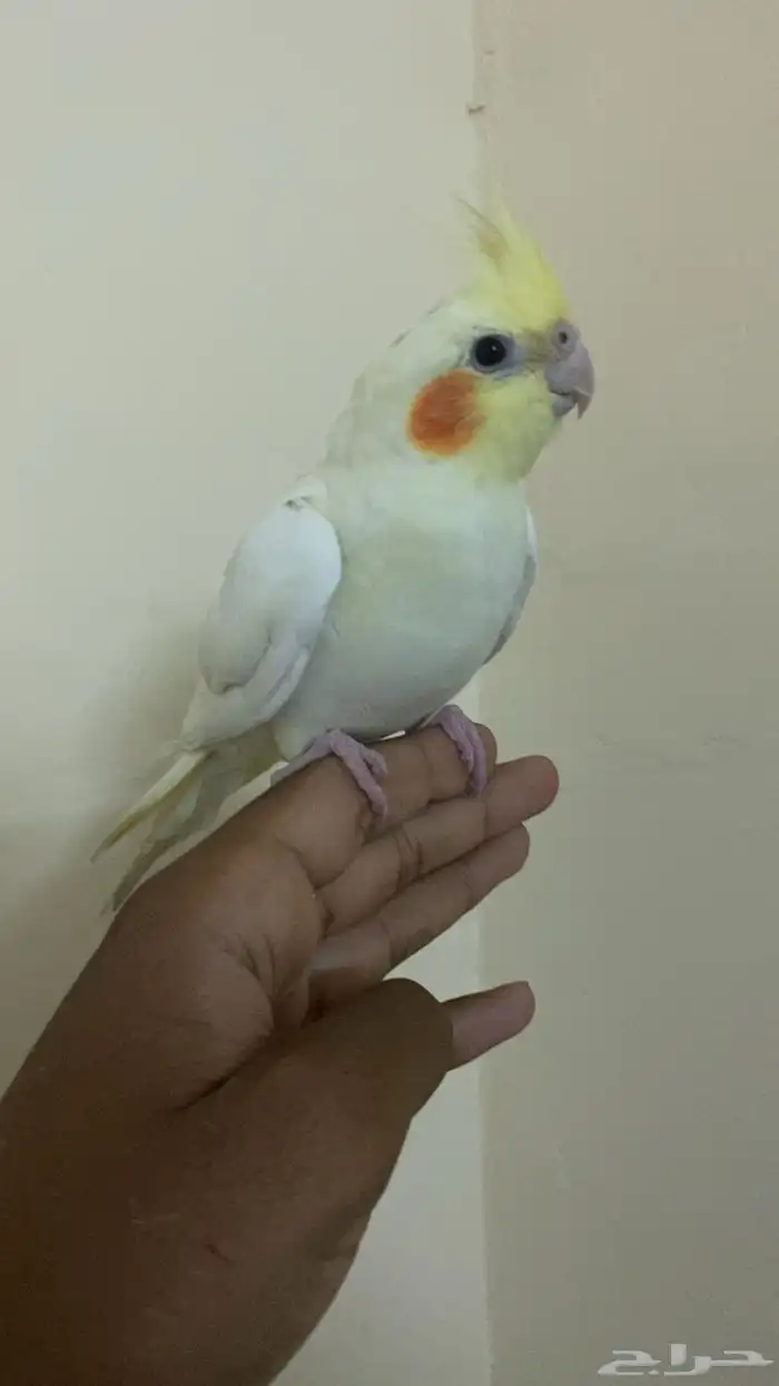 كروان لاتينيوم انثا للبيع أليف عيون حمر العمر 9 شهور. 0