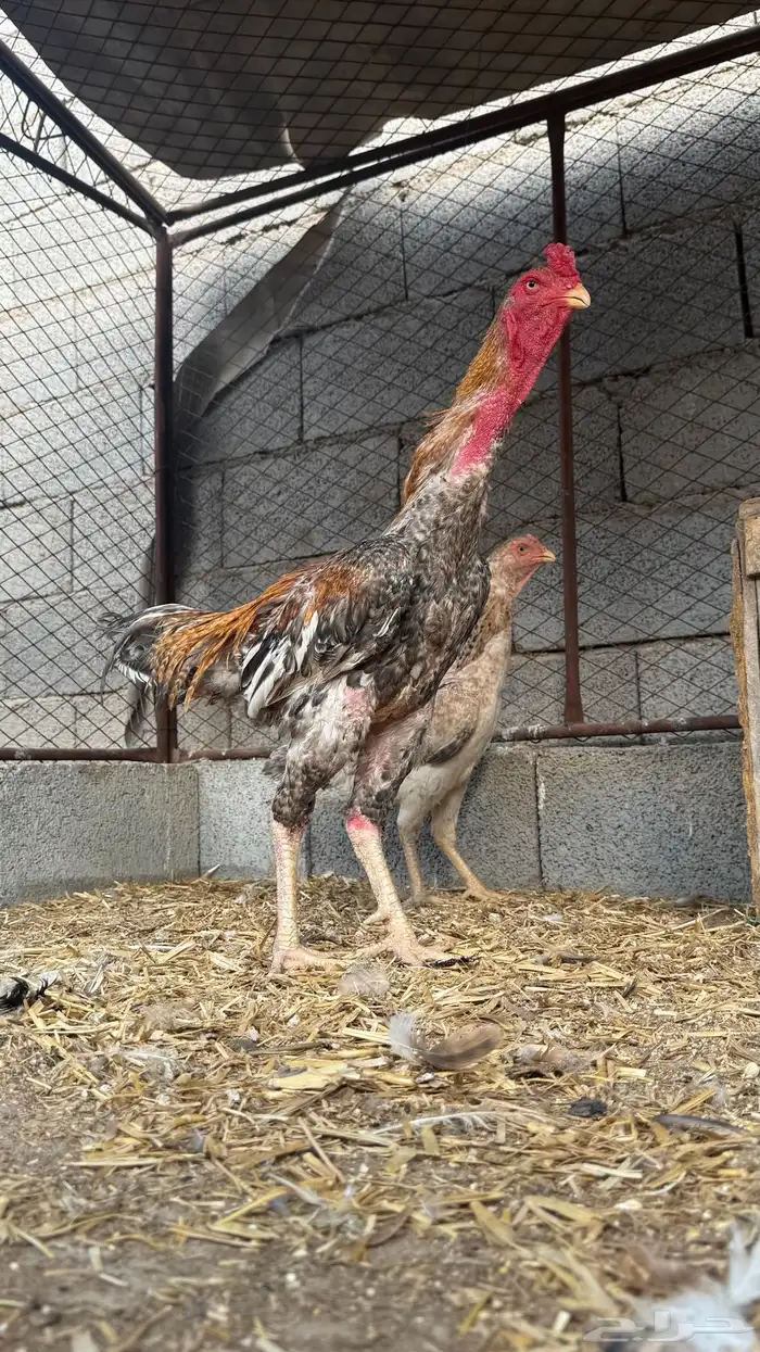 دجاج باكستاني شامو ياباني 4