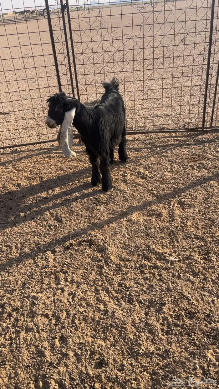 تيس عارضي صنف 3