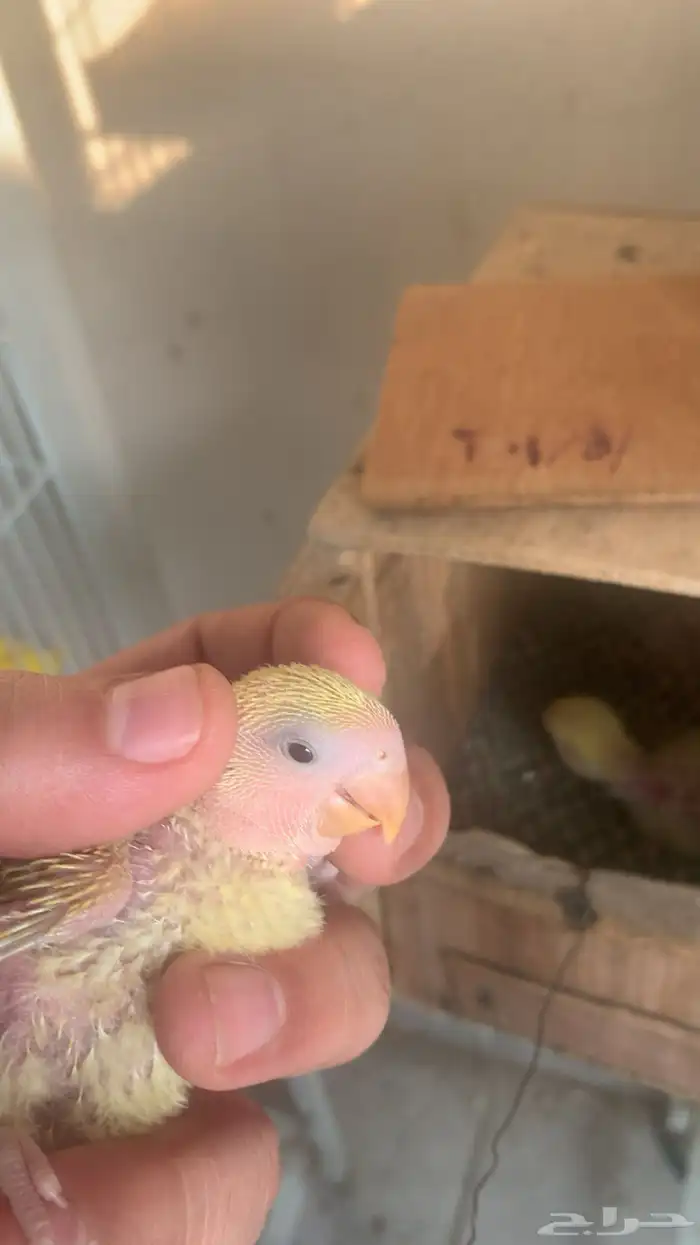 زوج روز منتج 6