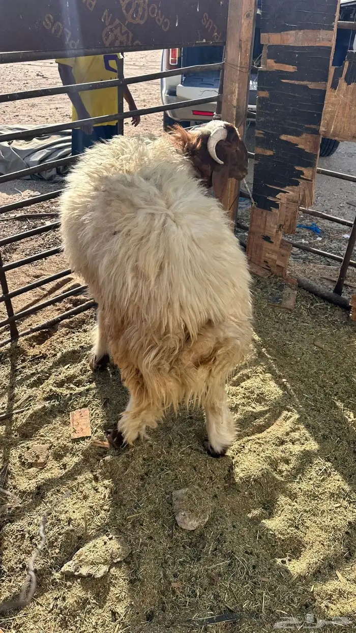 خروف جدع ناهي 0