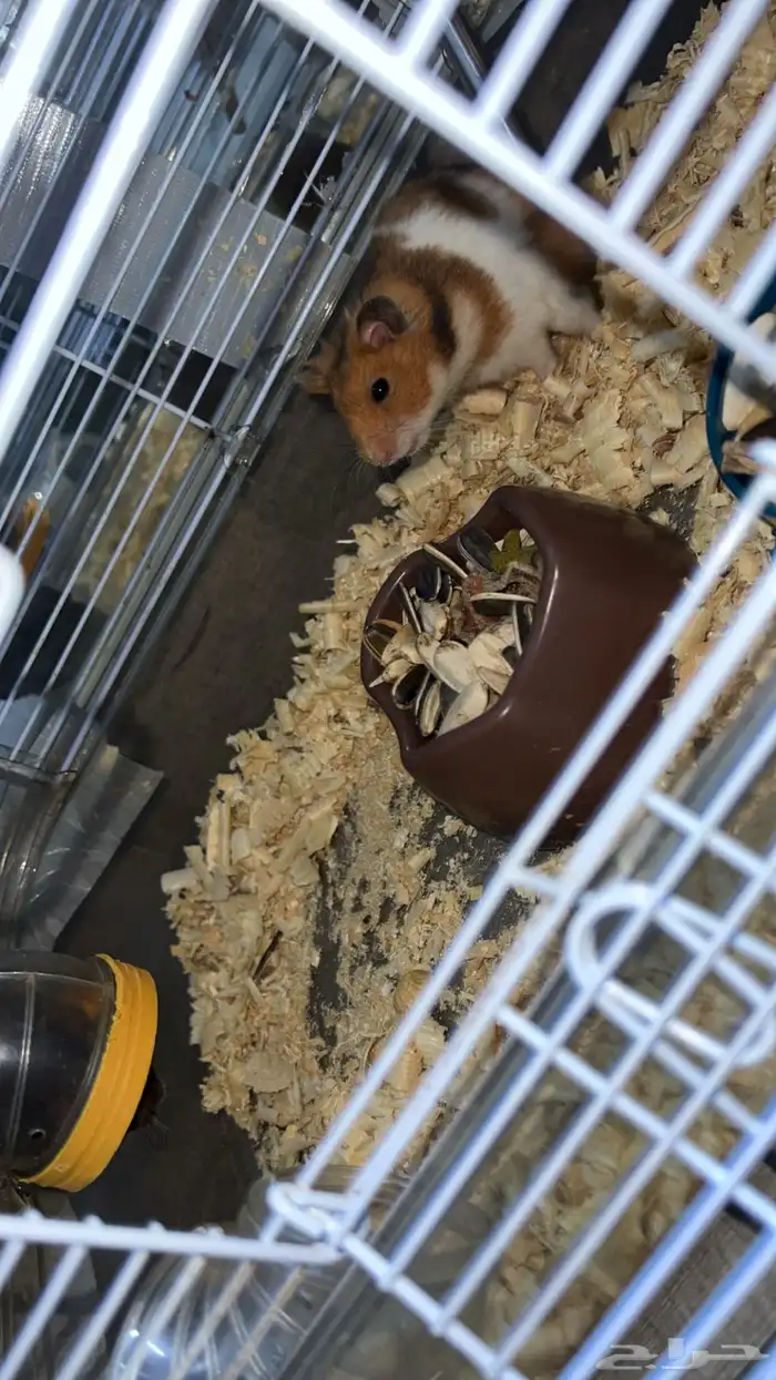 همستر للبيع 1