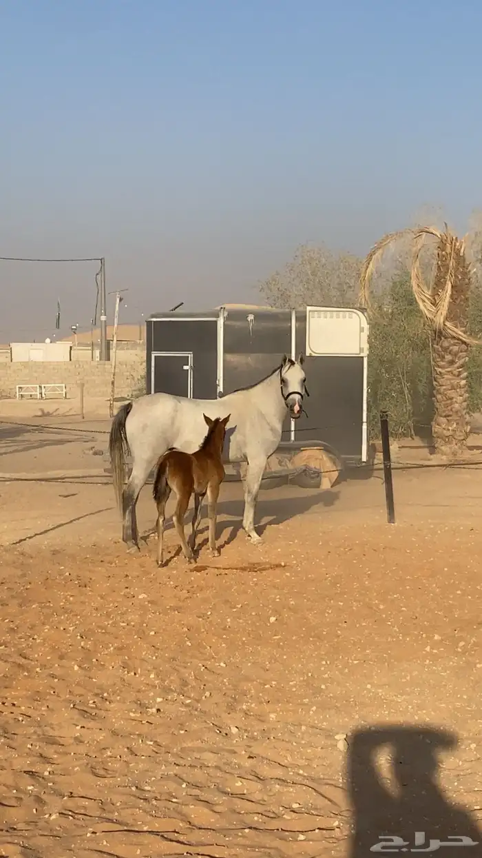 فرس واهو معه مهره   تم البيع 0