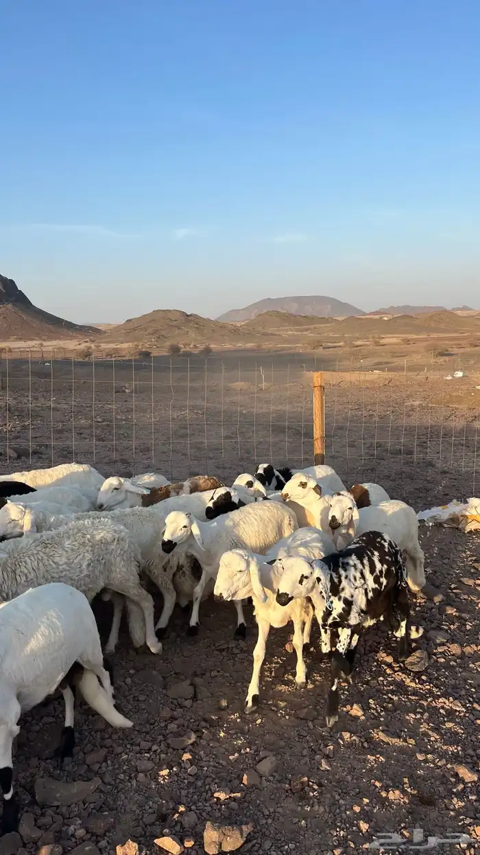 طليان سواكن شبيه الحري دمازين مرابى جادعان 29