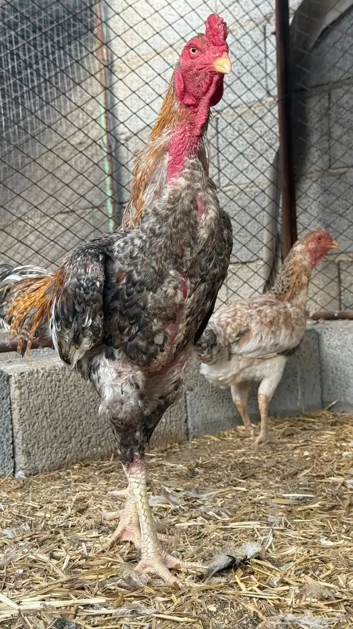 دجاج باكستاني شامو ياباني 2