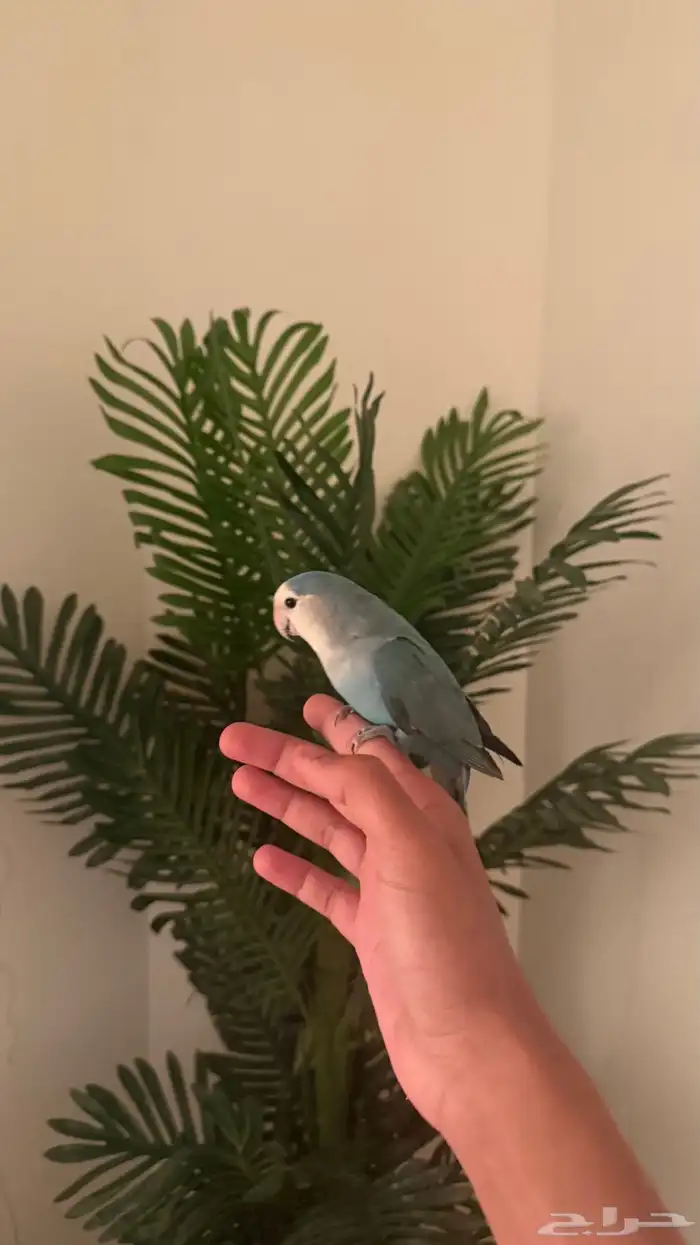 طيور بادجي وروز اليفه 2