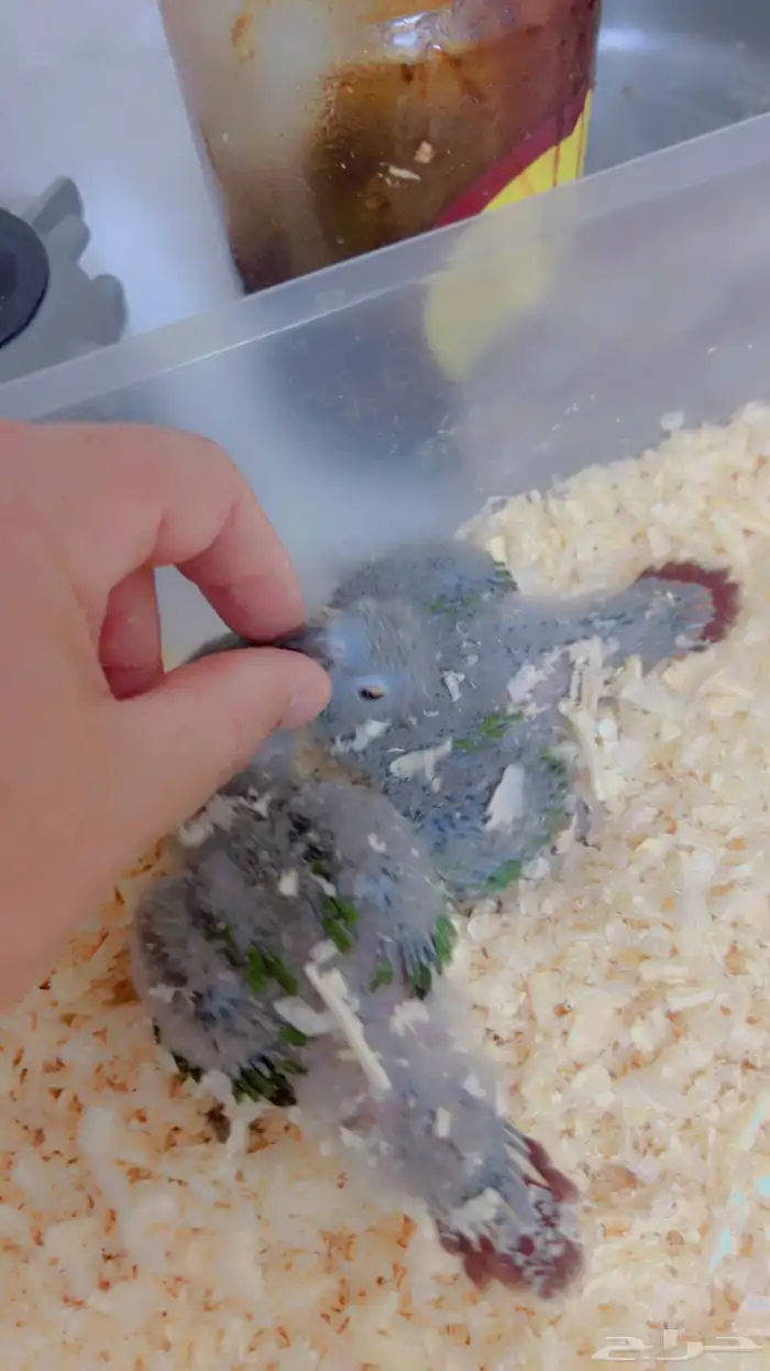 فروخ متنوعه ( كنيورات   لوري   صن كنيور) 2