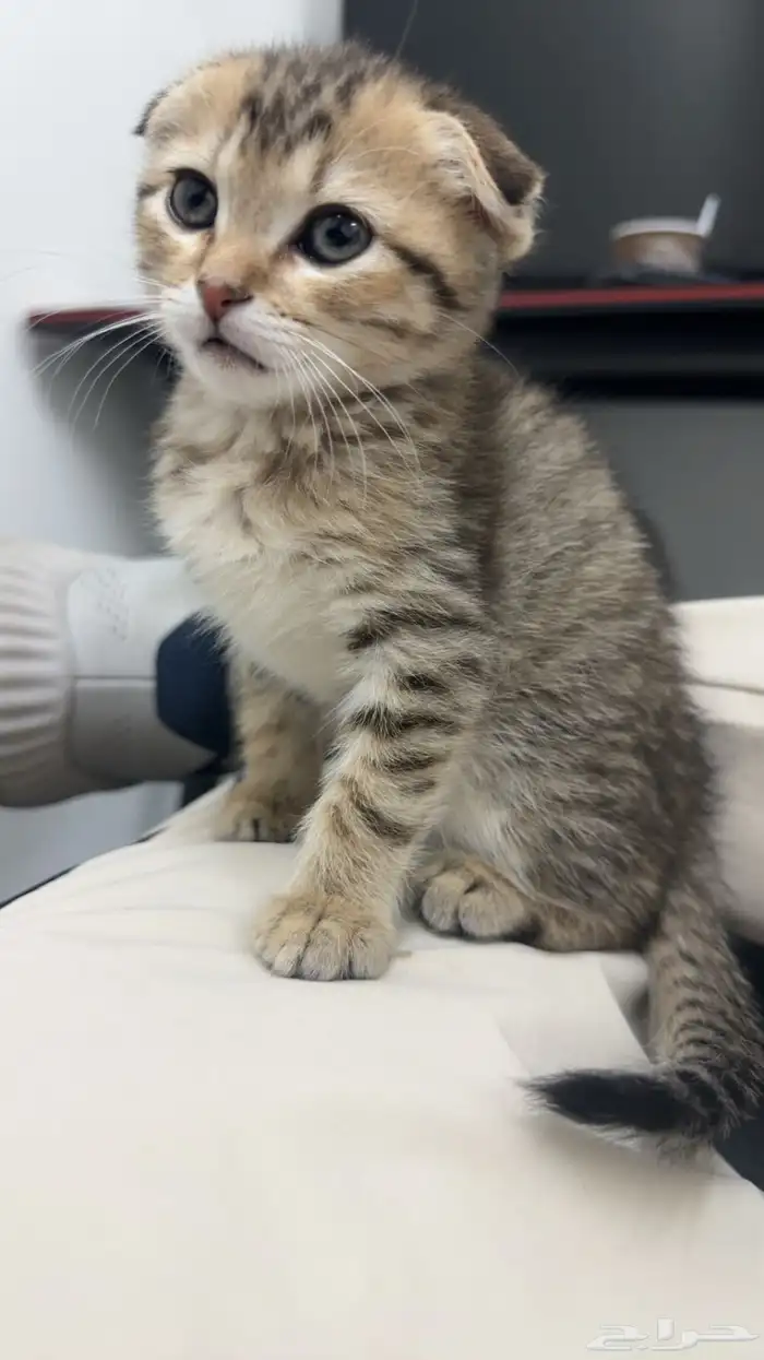 قطه سكوتش هجين 2