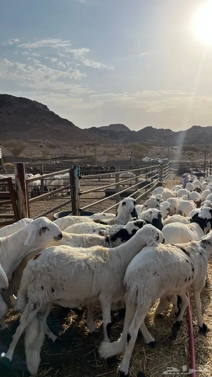 طليان سواكن شبيه الحري جبره 5