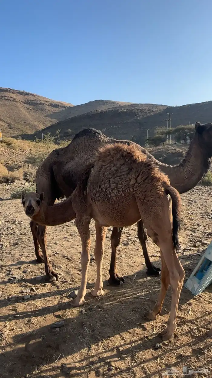 قعودين للبيع 1